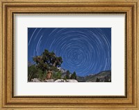 Framed pine tree on a windswept slope reaches skyward towards north facing star trails