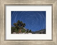 Framed pine tree on a windswept slope reaches skyward towards north facing star trails