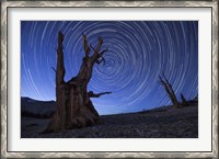 Framed Star trails above an ancient bristlecone pine tree, California
