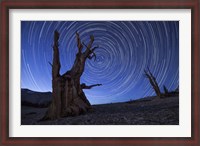 Framed Star trails above an ancient bristlecone pine tree, California