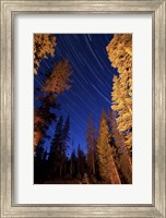 Framed Star trails above campfire lit pine trees in Lassen Volcanic National Park