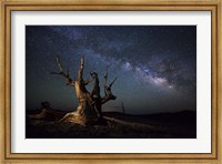 Framed Milky Way and a dead bristlecone pine tree in the White Mountains, California