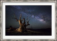 Framed Milky Way and a dead bristlecone pine tree in the White Mountains, California