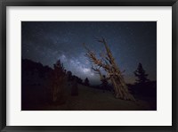 Framed large bristlecone pine in the Patriarch Grove bears witness to the rising Milky Way