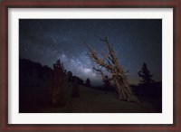 Framed large bristlecone pine in the Patriarch Grove bears witness to the rising Milky Way
