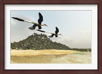 Framed Two Microraptor dinosaurs fly over a wetland marsh in prehistoric times