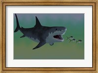 Framed Several Tuna fish try to escape from a huge Megalodon shark