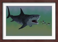 Framed Several Tuna fish try to escape from a huge Megalodon shark