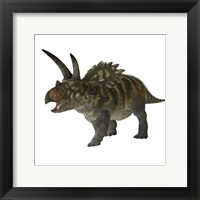 Framed Coahuilaceratops dinosaur