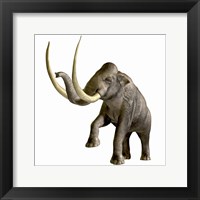 Framed Columbian Mammoth