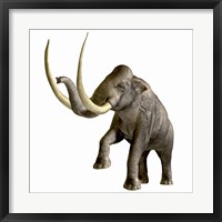 Framed Columbian Mammoth
