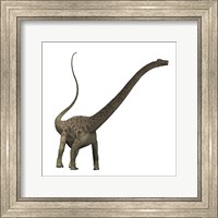 Framed Diplodocus dinosaur
