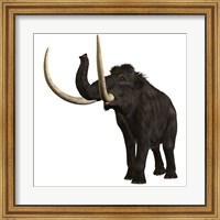 Framed Woolly Mammoth