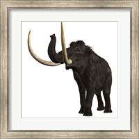 Framed Woolly Mammoth