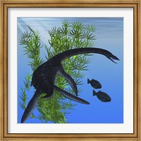 Framed Plesiosarus dinosaur of the Jurassic Era