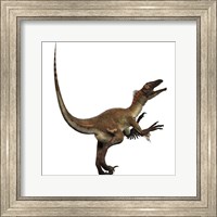 Framed Artist's concept of a Utahraptor