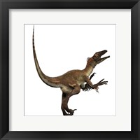 Framed Artist's concept of a Utahraptor