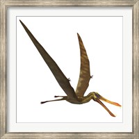 Framed Anhanguera, a genus of Pterosaur from the Cretaceous period