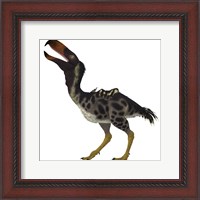 Framed Kelenken is an extinct genus of giant flightless predatory birds