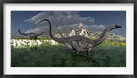 Apatosaurus dinosaurs roam the wilderness of prehistoric times Framed Print