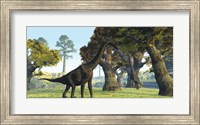 Framed Brachiosaurus dinosaurs walk among large trees in the prehistoric era