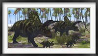 Framed Two mother Coahuilaceratops escort their baby hatchlings