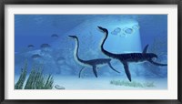 Framed Plesiosaurus dinosaurs swimming the Jurassic seas