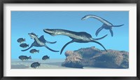 Framed Plesiosaurus dinosaurs hunt a school of Dapedius fish