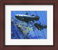 Framed Two Coelacanth fish swimming undersea