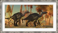 Framed Camptosaurus dinosaurs wander through a prehistoric jungle