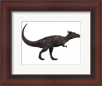 Framed Dracorex, a herbivorous dinosaur from the Cretaceous period