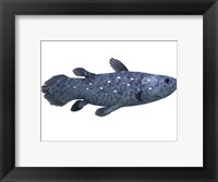 Framed Coelacanth fish against white background