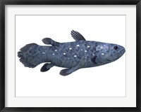 Framed Coelacanth fish against white background