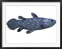 Framed Coelacanth fish against white background