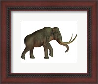 Framed Columbian mammoth, an extinct species of elephant