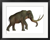 Framed Columbian mammoth, an extinct species of elephant