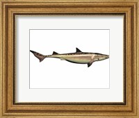 Framed Priohybodus, an extinct shark species from the Cretaceous Period