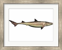 Framed Priohybodus, an extinct shark species from the Cretaceous Period
