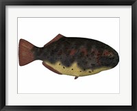 Framed Dapedius, an extinct species of primitive ray-finned fish