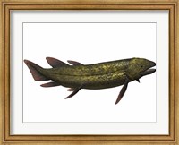 Framed Dipterus, an extinct genus of freshwater lungfish