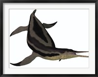 Framed Dolichorhynchops, an extinct genus of short-neck Plesiosaur