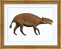 Framed Eurohippus, an extinct ancestor of the modern horse
