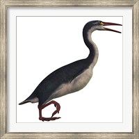 Framed Hesperornis, a genus of flightless birds from the Cretaceous Period