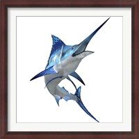 Framed Blue Marlin
