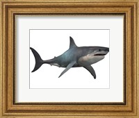 Framed Megalodon shark, a predator from the Cenozoic Era