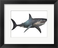 Framed Megalodon shark, a predator from the Cenozoic Era