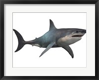 Framed Megalodon shark, a predator from the Cenozoic Era