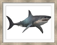 Framed Megalodon shark, a predator from the Cenozoic Era