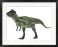 Framed Pachycephalosaurus, a biped dinosaur from the Cretaceous Period
