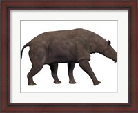Framed Paraceratherium, an extinct rhinoceros-like mammal